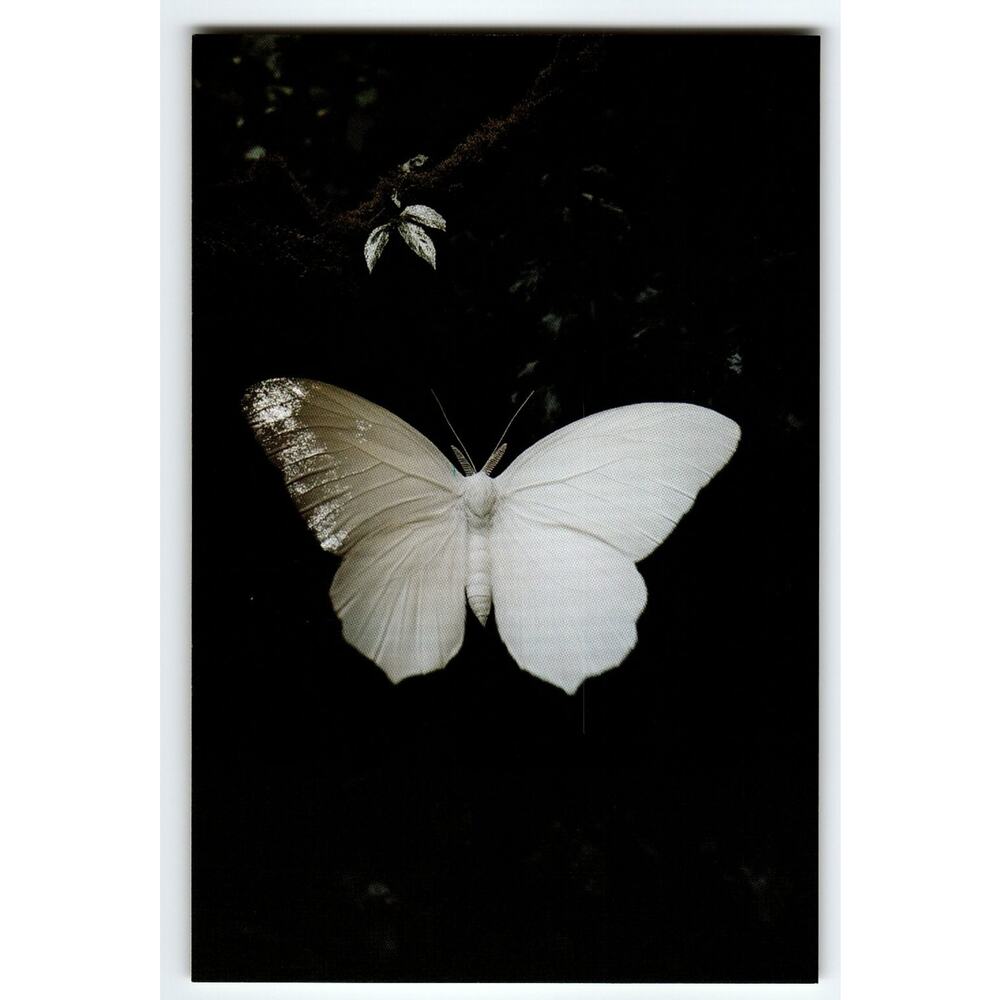 Vintage Photochrome White Butterfly Postcard 5.5x4 Unposted